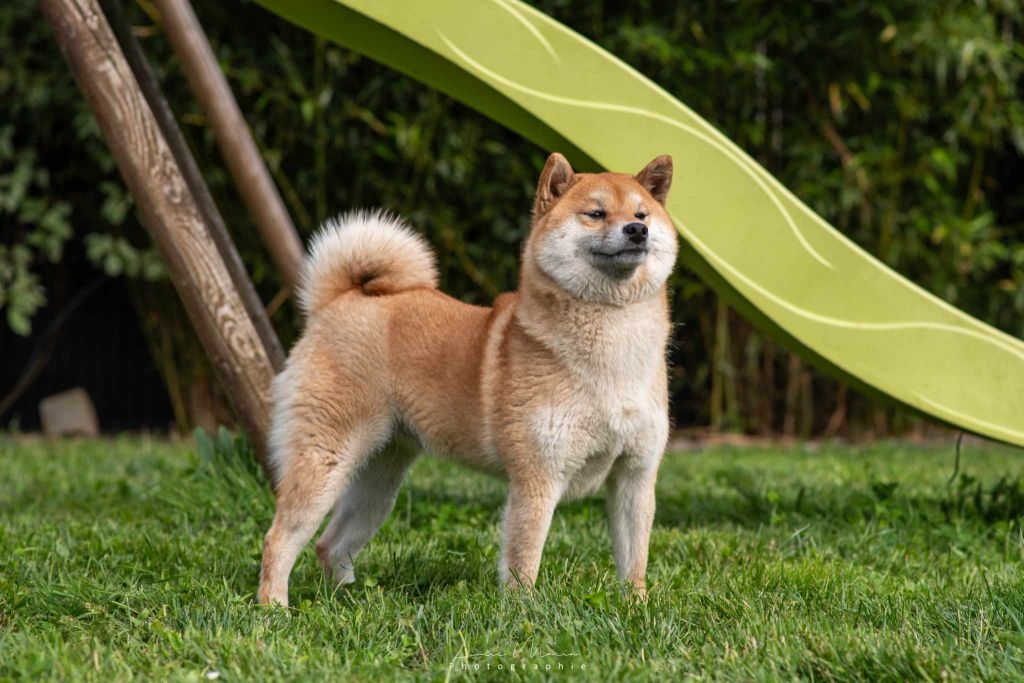 Les Shiba de l'affixe Hunting Friend