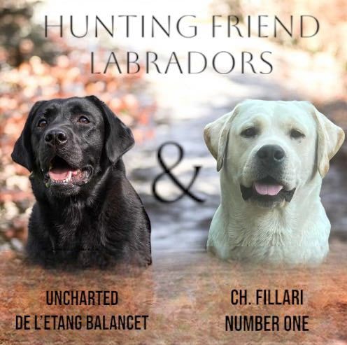 chiot Labrador Retriever Hunting Friend