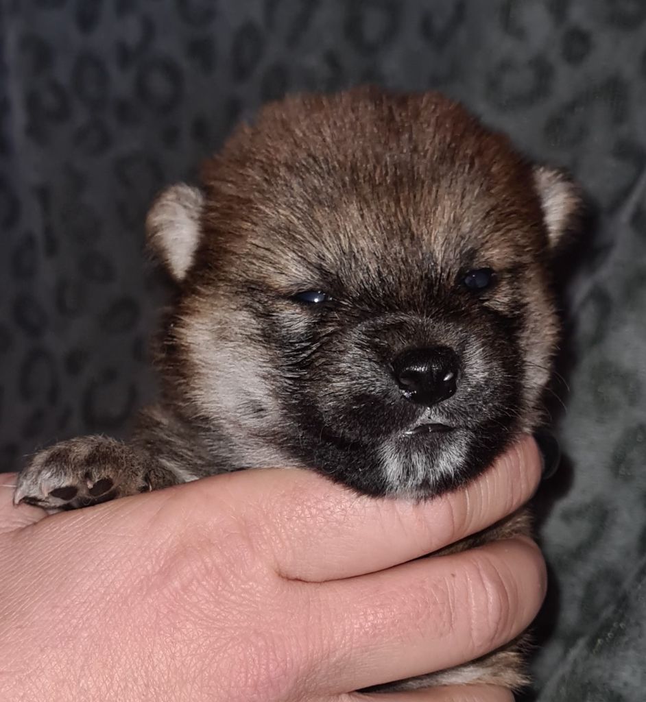 Hunting Friend - Chiot disponible  - Shiba