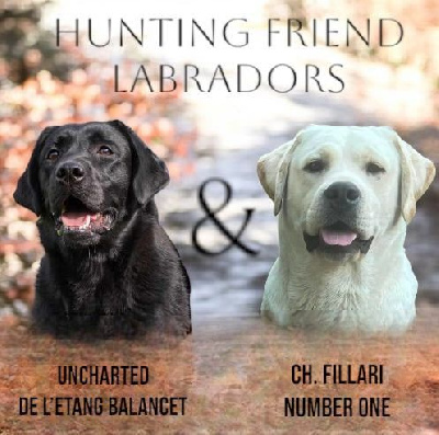 Hunting Friend - Labrador Retriever - Portée née le 12/11/2024