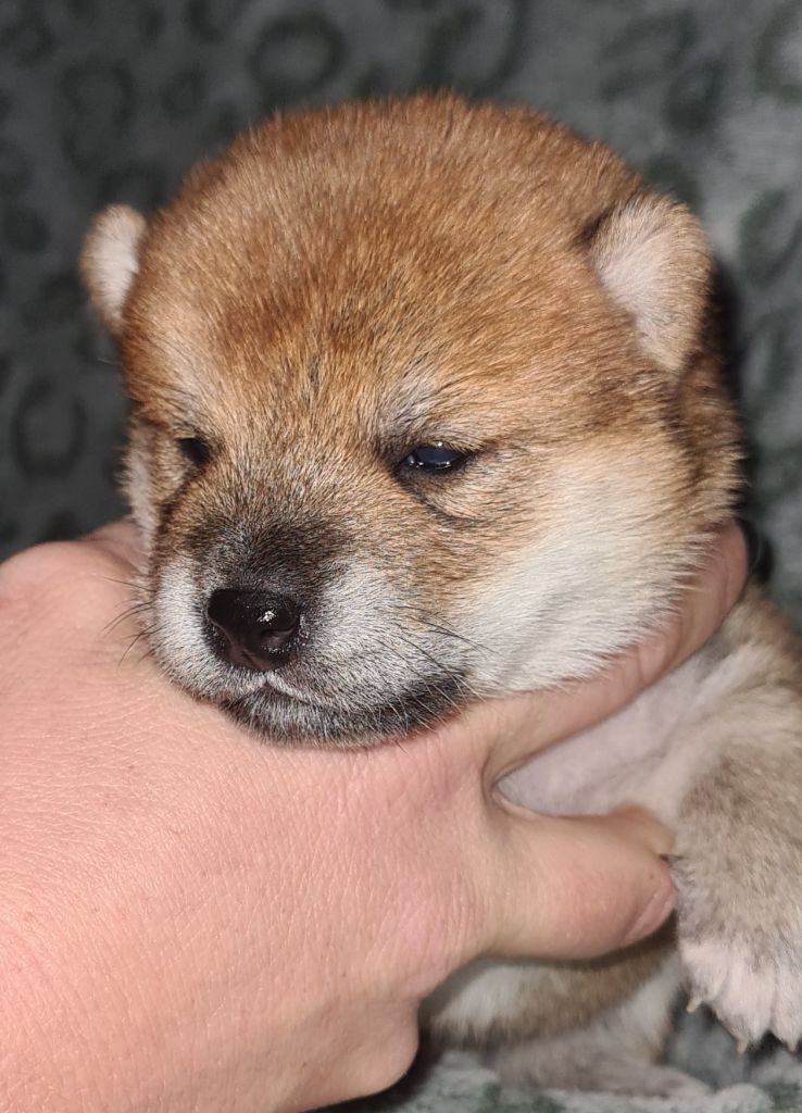 Hunting Friend - Chiot disponible  - Shiba