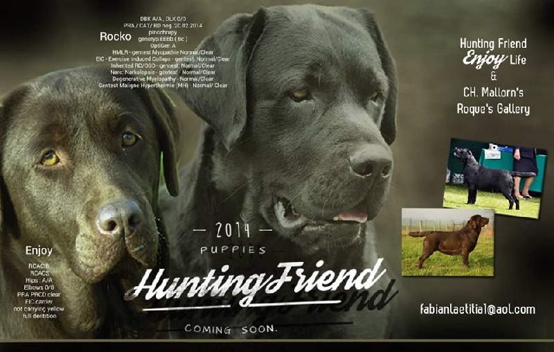 Hunting Friend - Labrador Retriever - Portée née le 04/06/2014