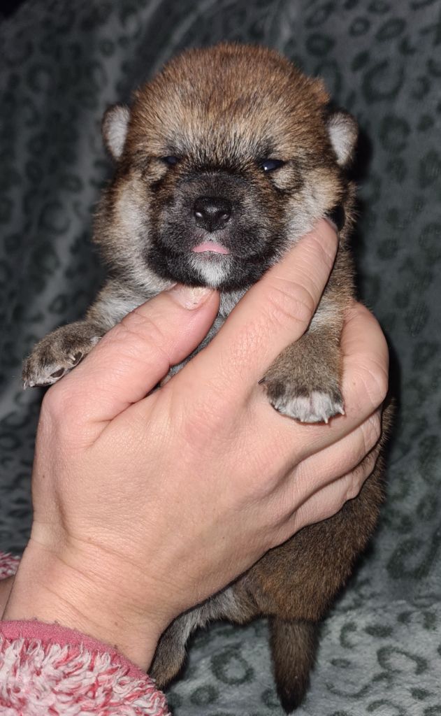 Hunting Friend - Chiot disponible  - Shiba