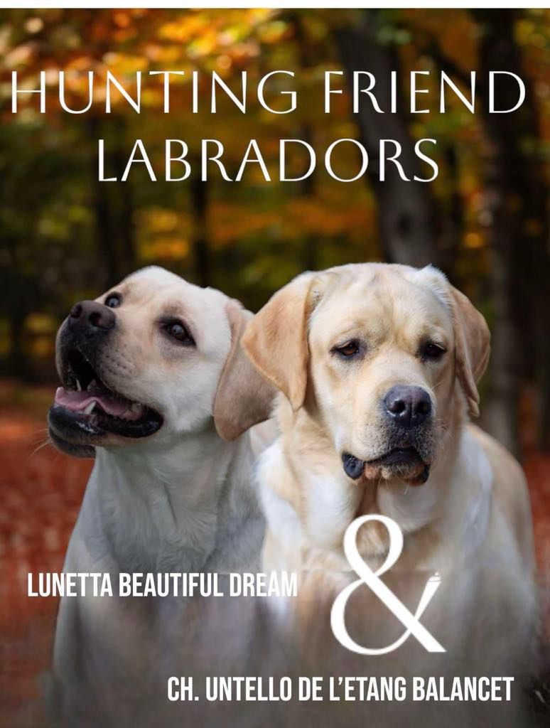 chiot Labrador Retriever Hunting Friend