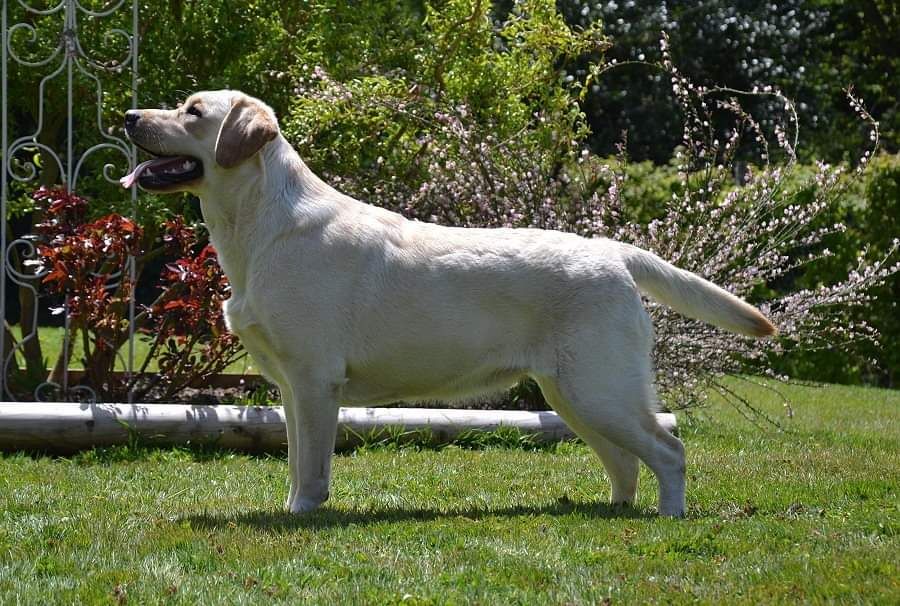 Hunting Friend Polar star