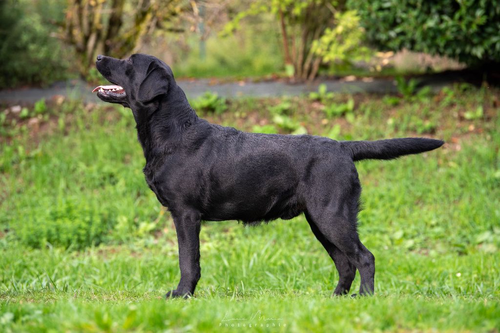 merakistone Catch my heart