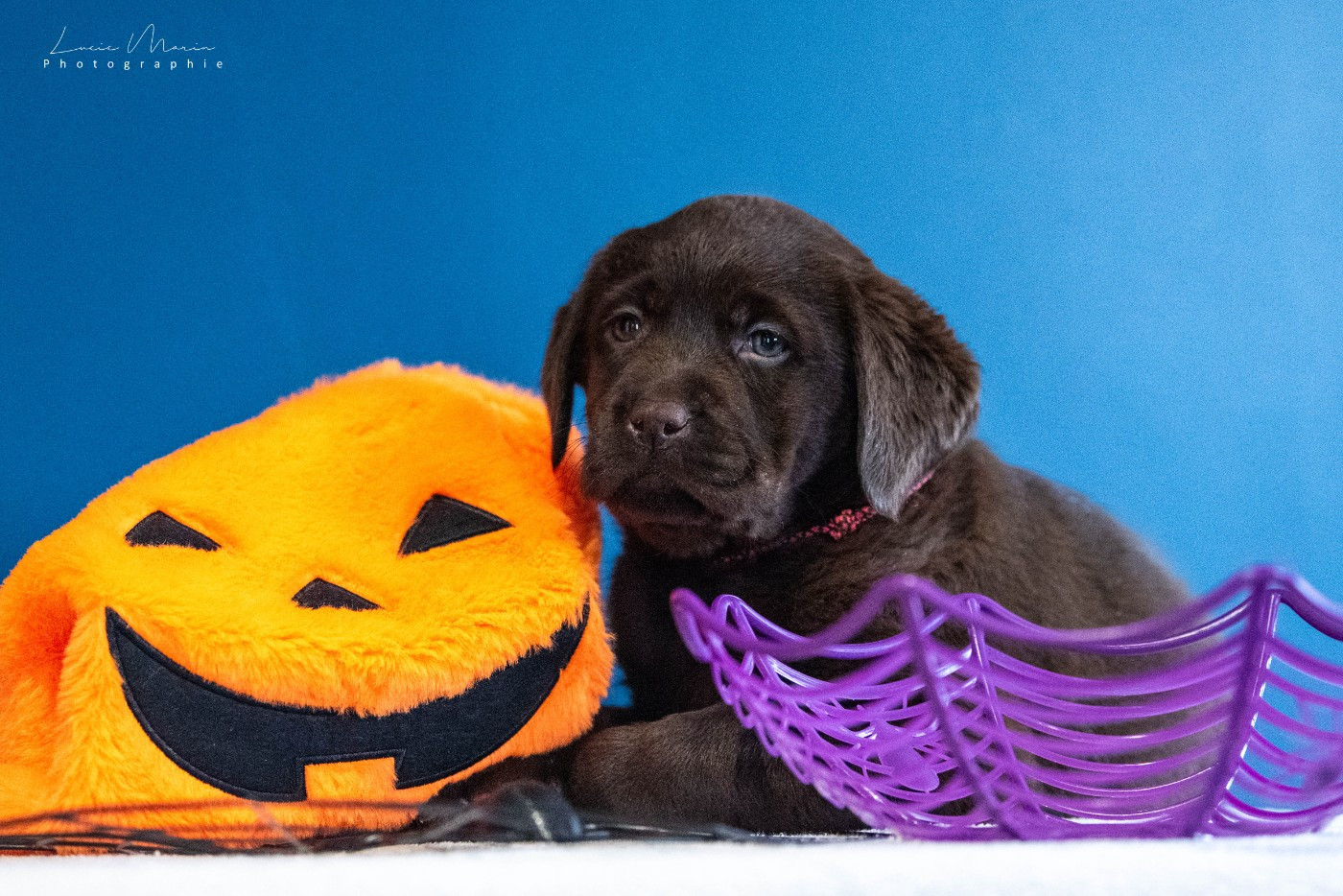 chiots CHOCOLATS à réserver !!