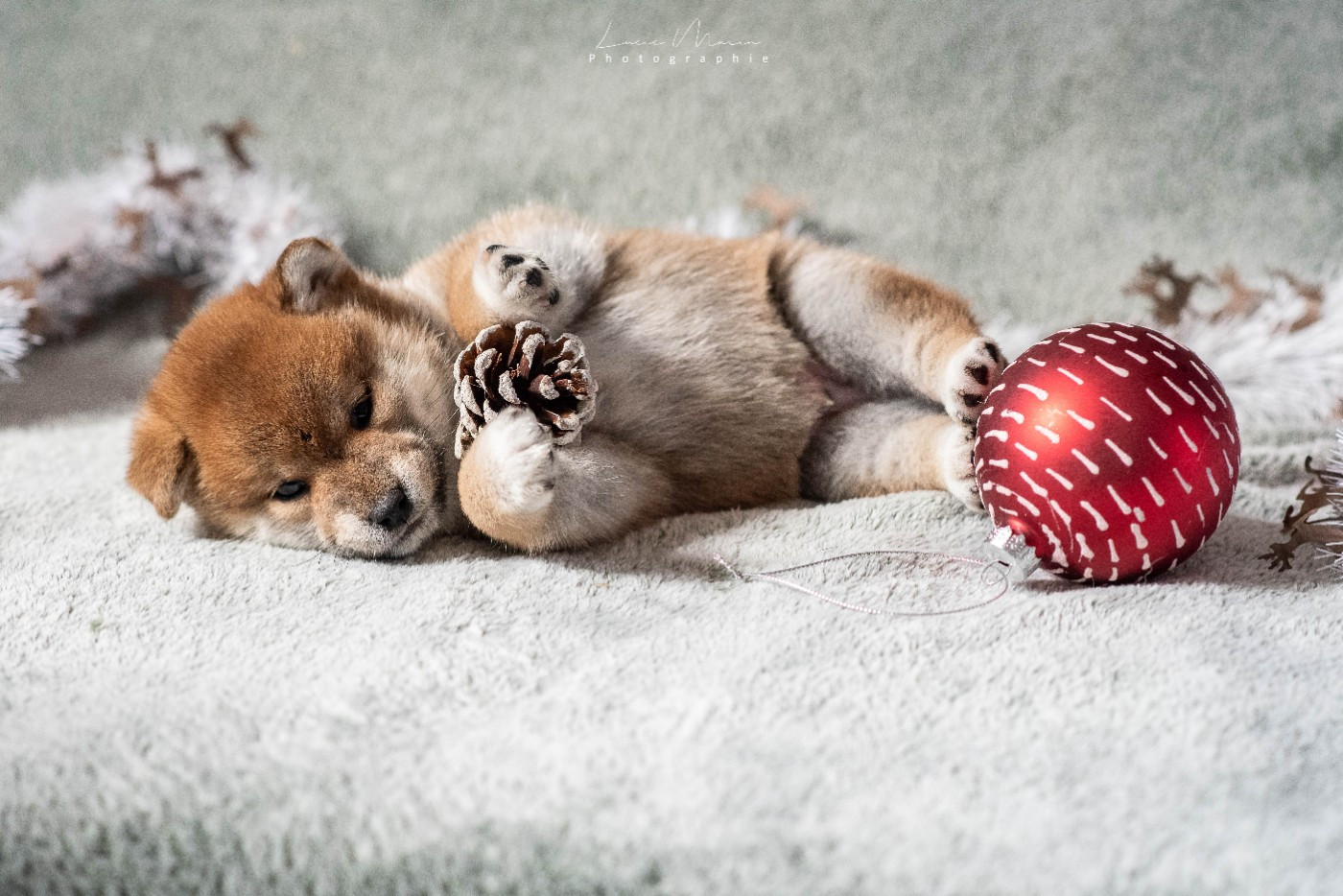 chiots SHIBA à réserver !!