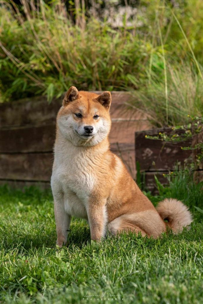 femelle adulte de 4 ans disponible
