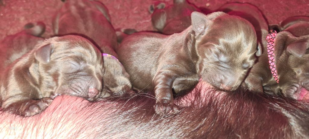 Hunting Friend - Chiots disponibles - Labrador Retriever