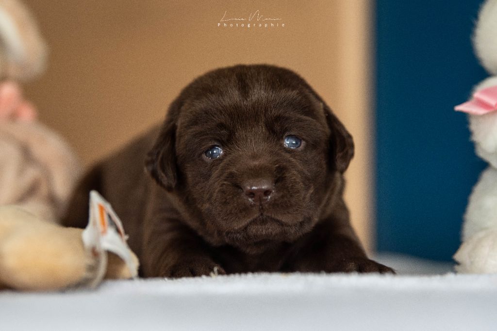 Hunting Friend - Chiots disponibles - Labrador Retriever