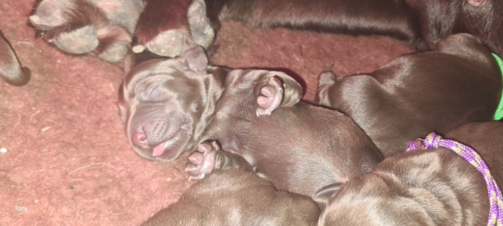 Hunting Friend - Chiots disponibles - Labrador Retriever