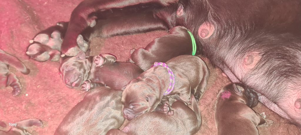 Hunting Friend - Chiots disponibles - Labrador Retriever