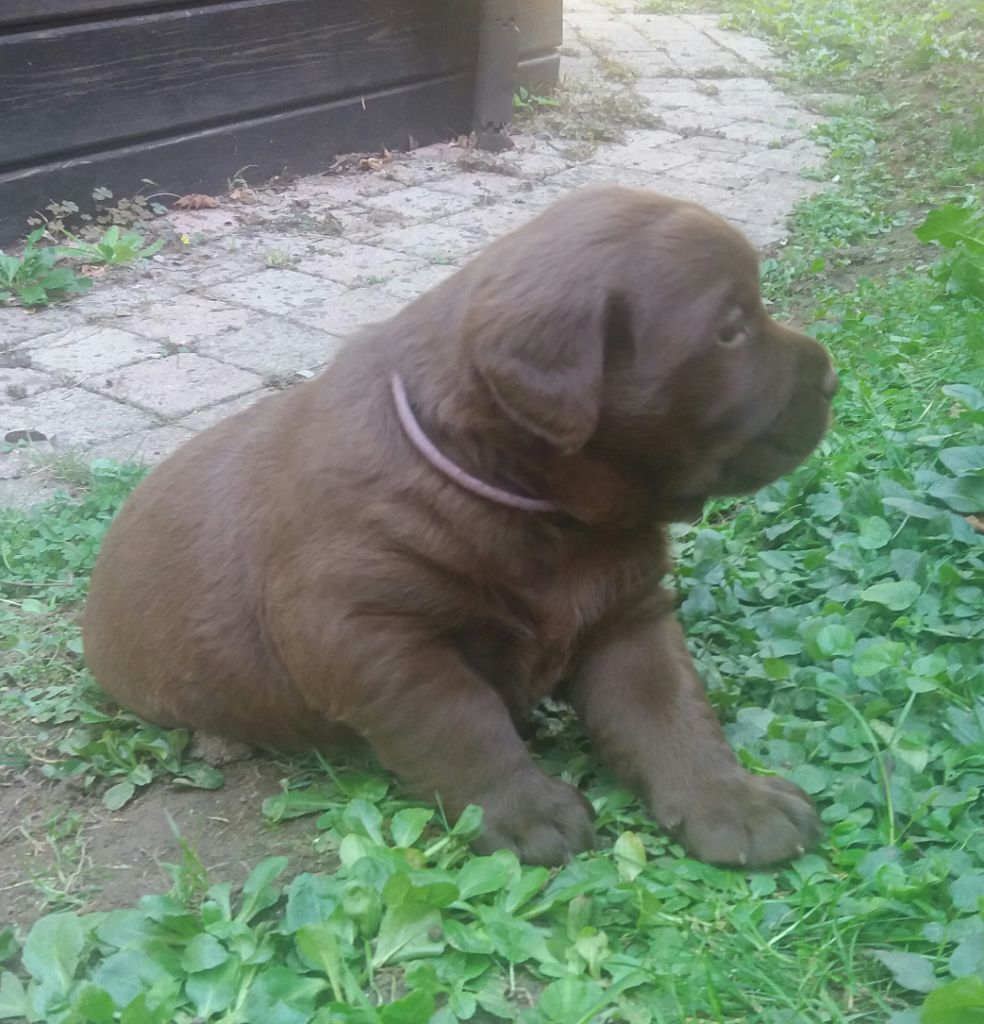 CHIOT