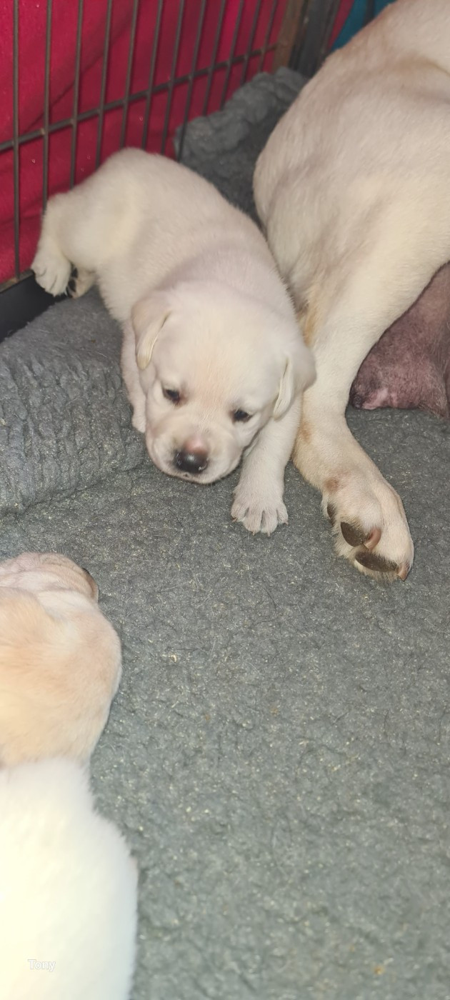 Hunting Friend - Chiots disponibles - Labrador Retriever