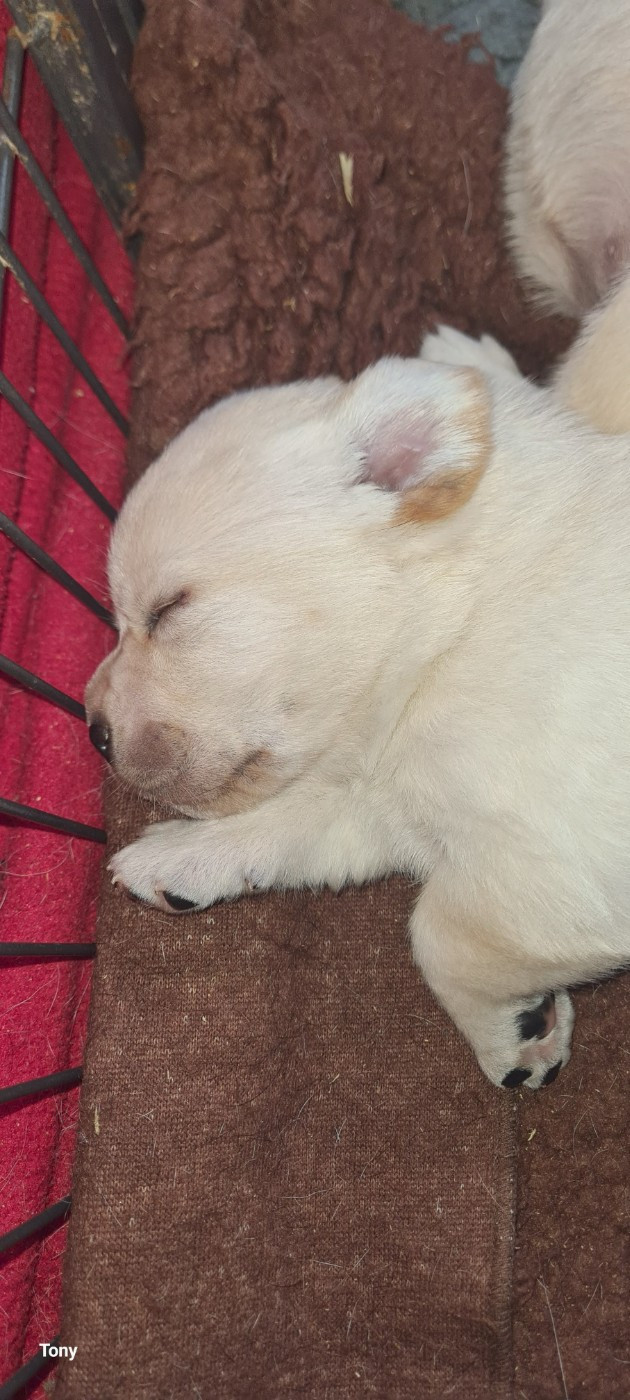 Hunting Friend - Chiots disponibles - Labrador Retriever