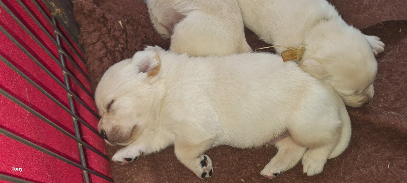 Hunting Friend - Chiots disponibles - Labrador Retriever