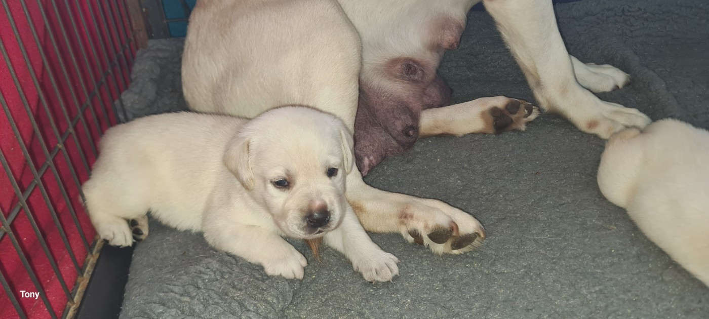 Hunting Friend - Chiots disponibles - Labrador Retriever