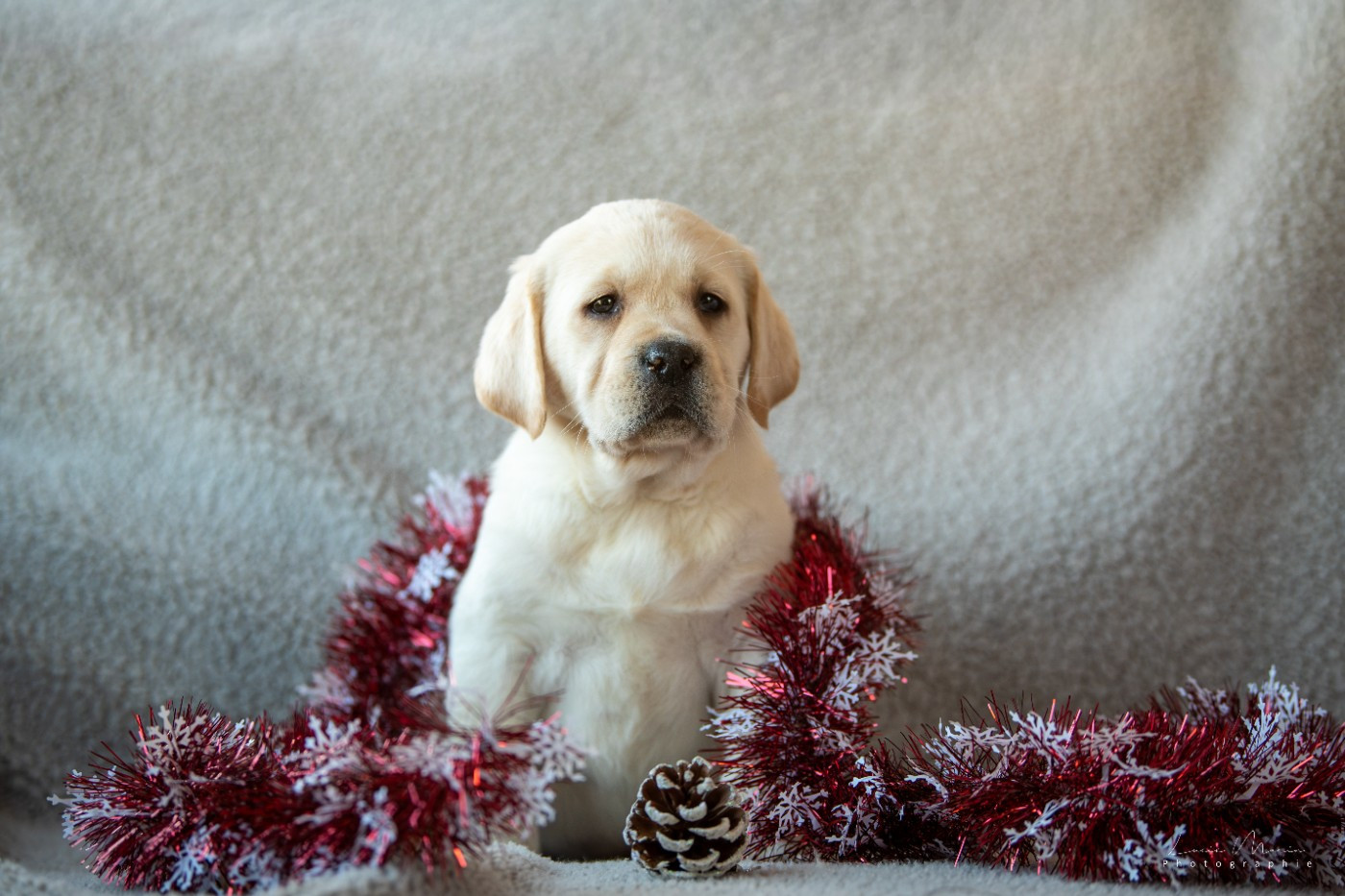 Hunting Friend - Chiots disponibles - Labrador Retriever