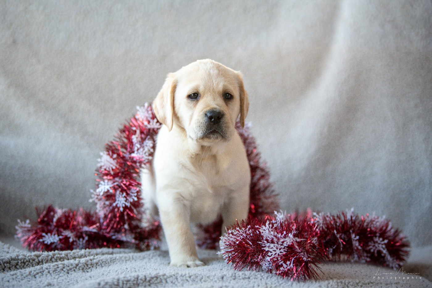 Hunting Friend - Chiots disponibles - Labrador Retriever