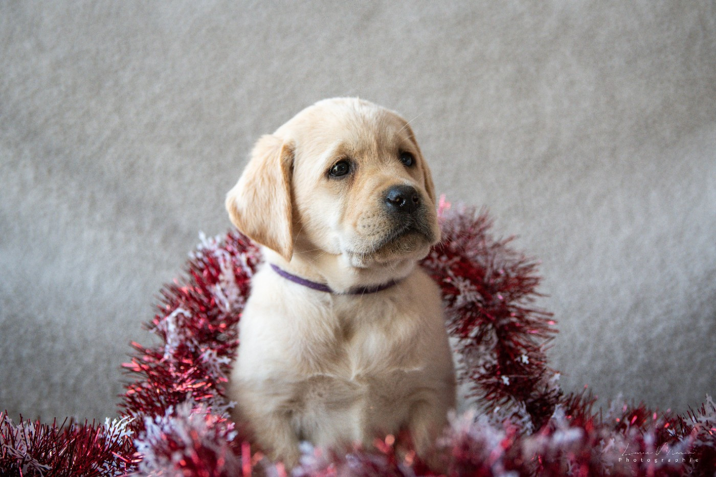 Hunting Friend - Chiots disponibles - Labrador Retriever