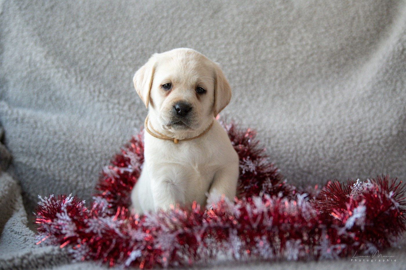 Hunting Friend - Chiots disponibles - Labrador Retriever