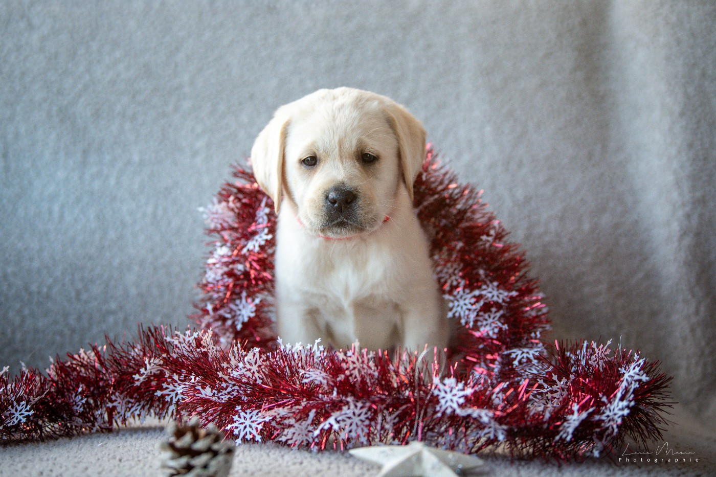 Hunting Friend - Chiots disponibles - Labrador Retriever