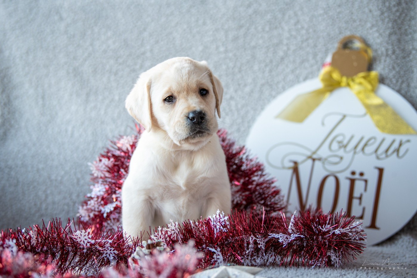 Hunting Friend - Chiots disponibles - Labrador Retriever