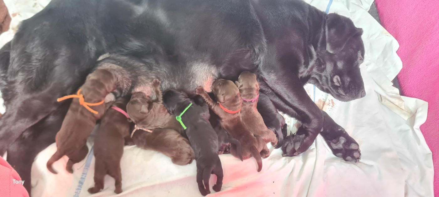 Chiot Labrador Retriever Hunting Friend