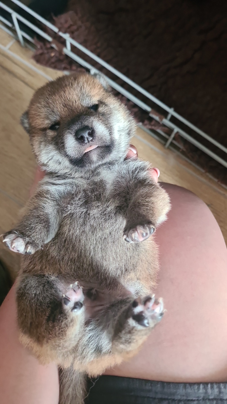 Hunting Friend - Chiots disponibles - Shiba