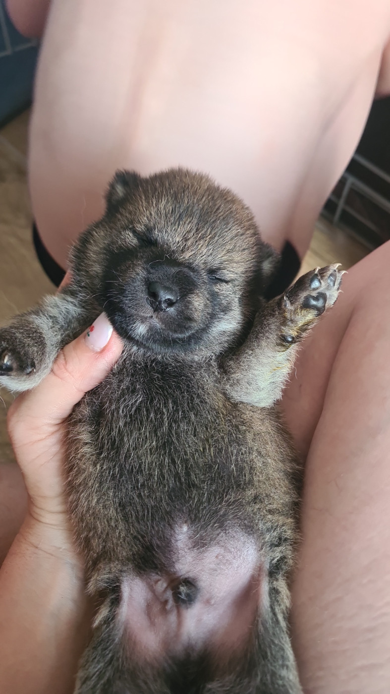 Hunting Friend - Chiots disponibles - Shiba