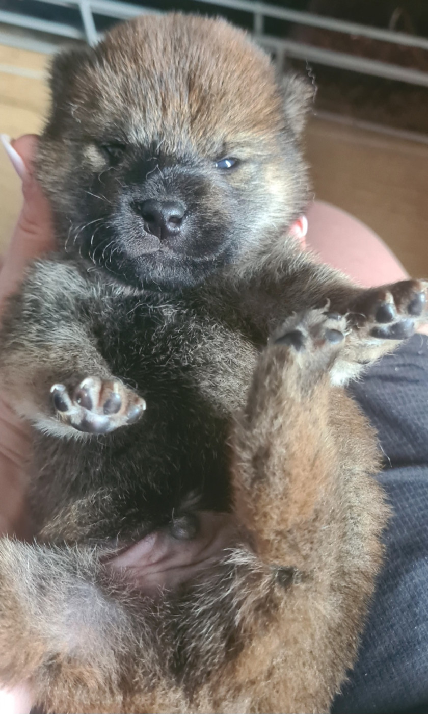 Hunting Friend - Chiots disponibles - Shiba
