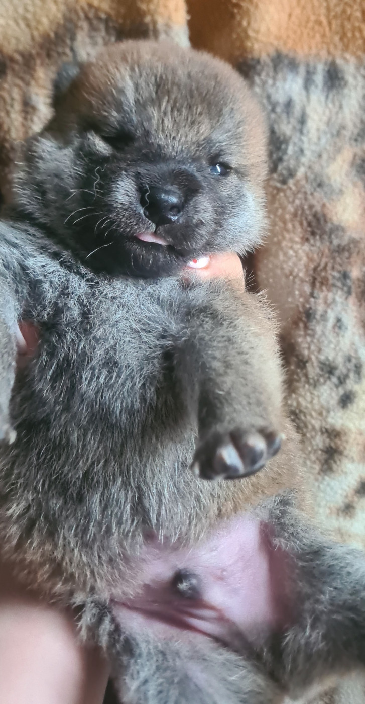 Hunting Friend - Chiots disponibles - Shiba