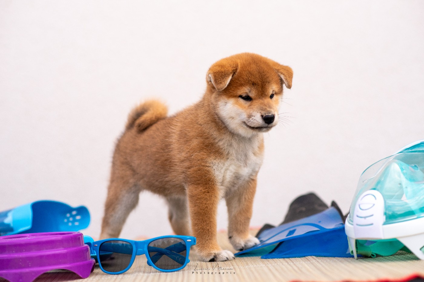 Hunting Friend - Chiots disponibles - Shiba