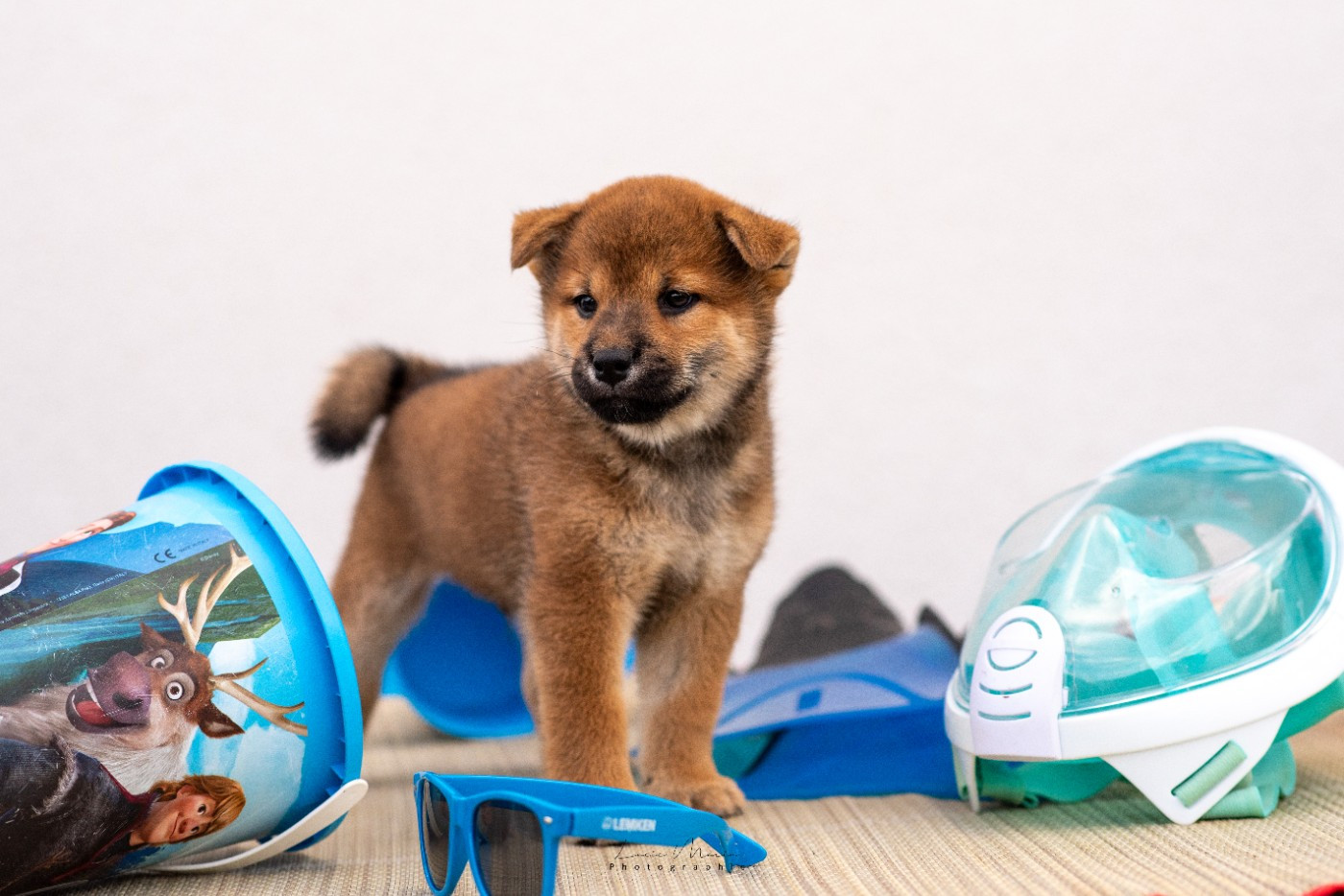 Hunting Friend - Chiots disponibles - Shiba