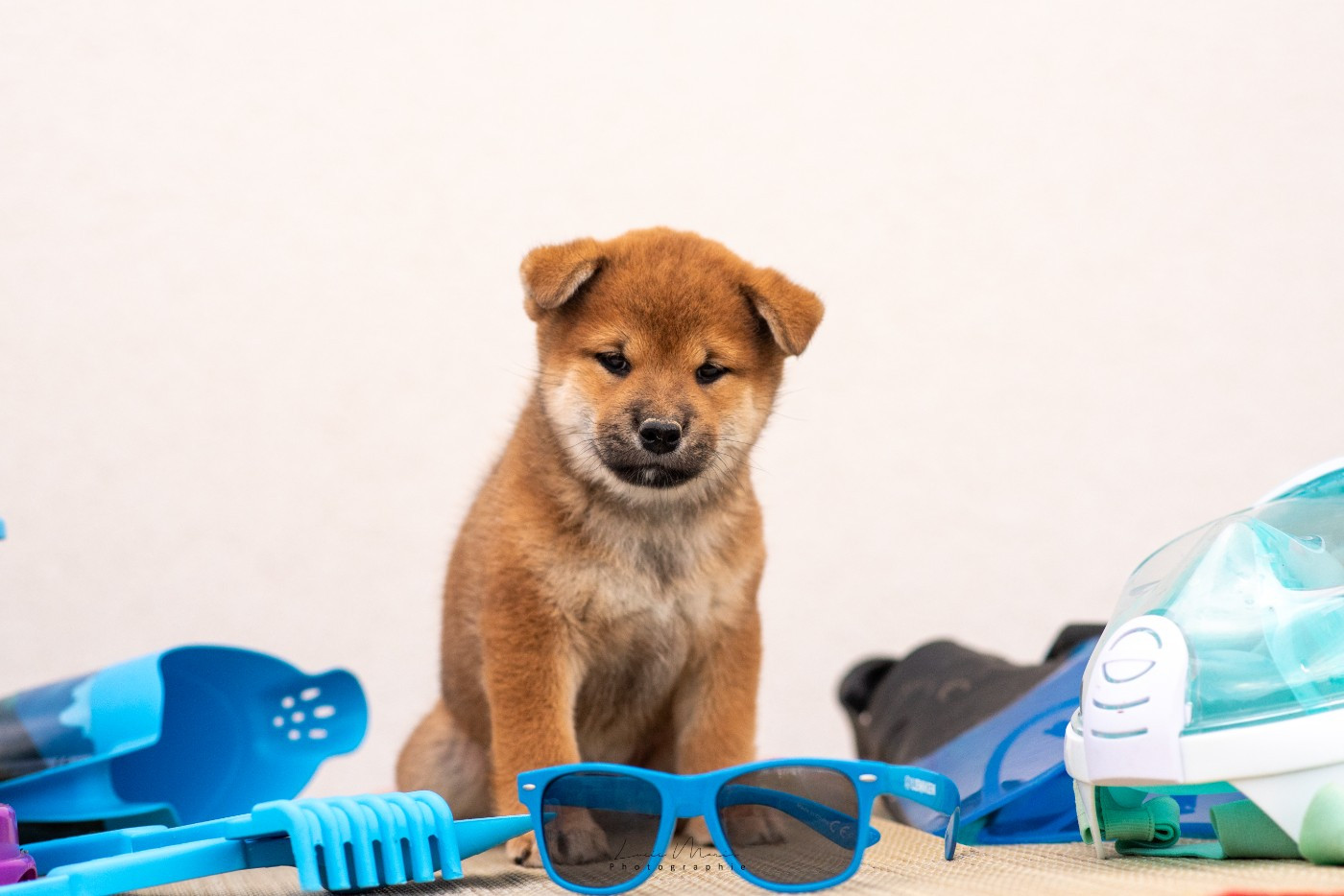 Hunting Friend - Chiots disponibles - Shiba