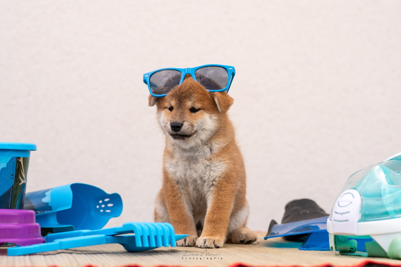 Hunting Friend - Chiots disponibles - Shiba