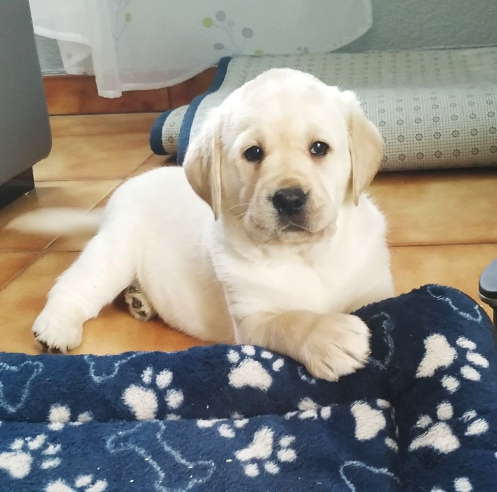 CHIOT