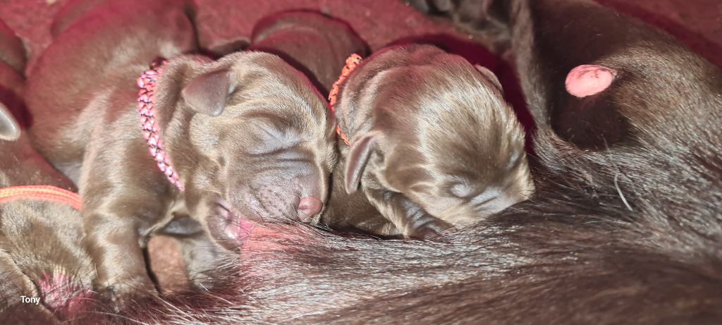 Hunting Friend - Chiots disponibles - Labrador Retriever