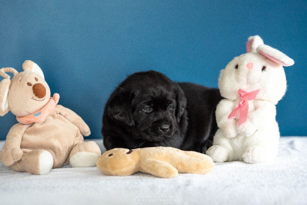 Hunting Friend - Chiots disponibles - Labrador Retriever