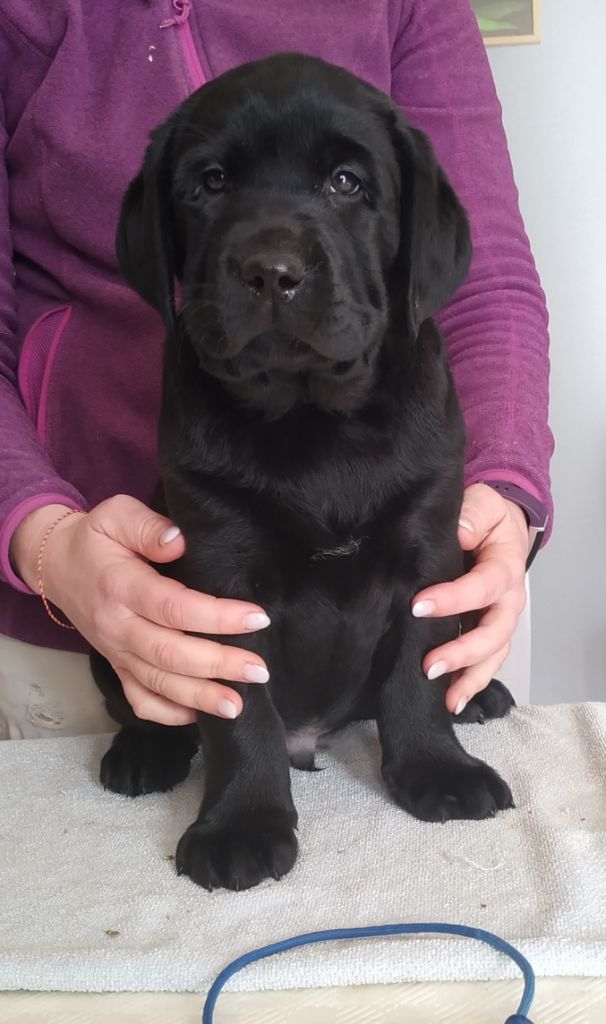 CHIOT