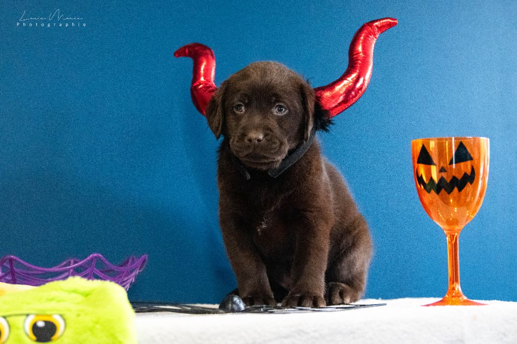 Hunting Friend - Chiots disponibles - Labrador Retriever