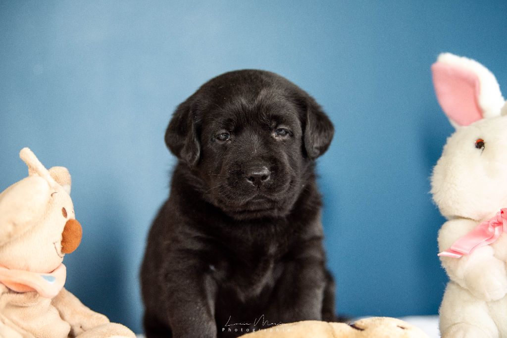 Hunting Friend - Chiots disponibles - Labrador Retriever