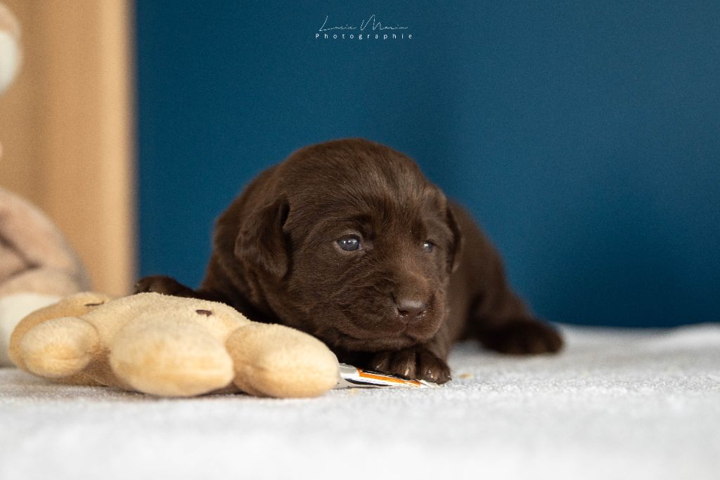 Hunting Friend - Chiots disponibles - Labrador Retriever