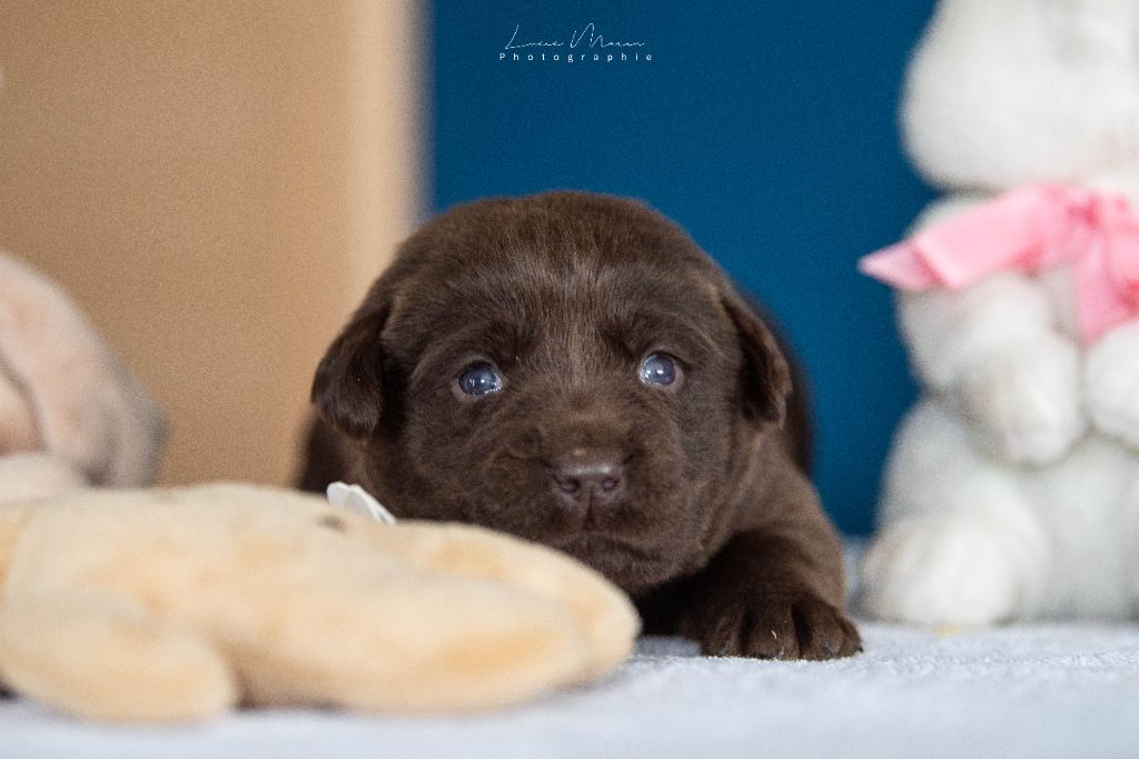 Hunting Friend - Chiots disponibles - Labrador Retriever