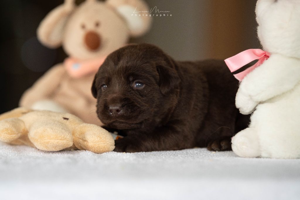 Hunting Friend - Chiots disponibles - Labrador Retriever