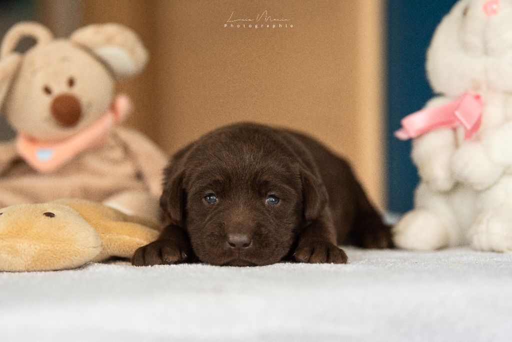 Hunting Friend - Chiots disponibles - Labrador Retriever