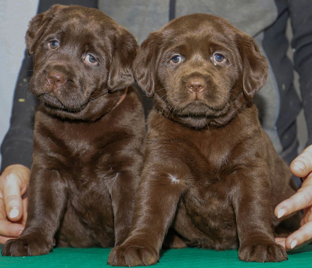 CHIOT