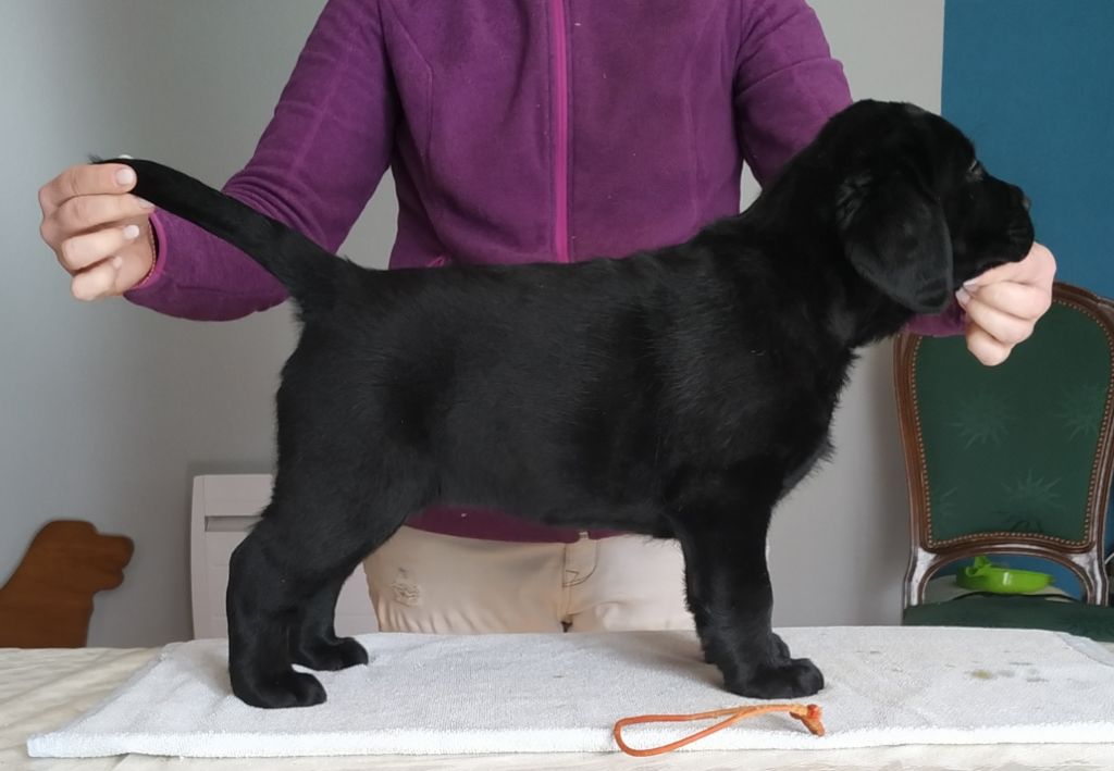 CHIOT