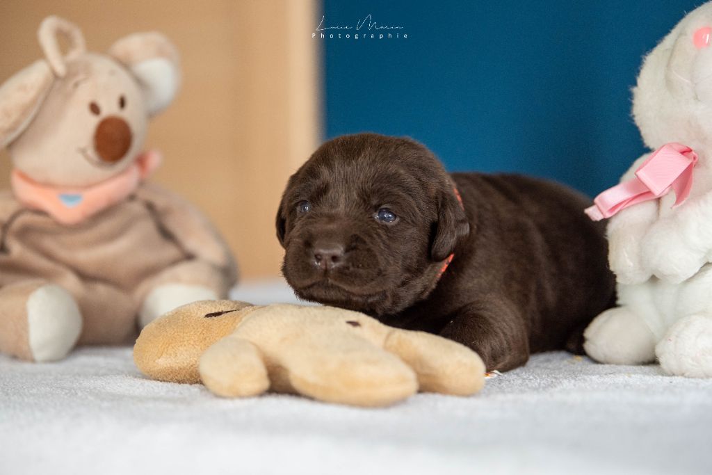 Hunting Friend - Chiots disponibles - Labrador Retriever